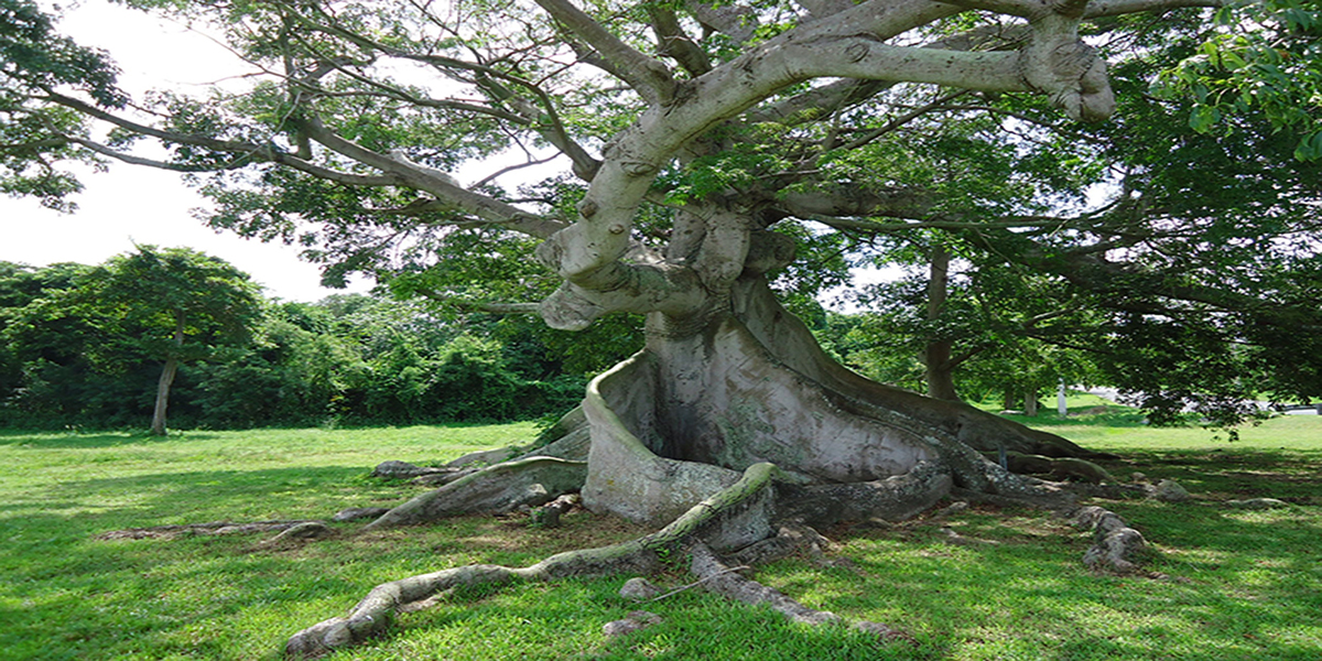 Ceiba Foundation Logo-tree